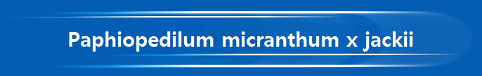Paphiopedilum micranthum x jackii