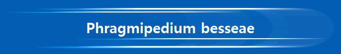 Phragmipedium besseae