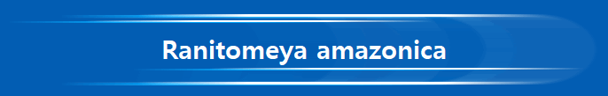 Ranitomeya amazonica