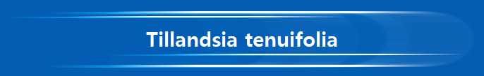 Tillandsia tenuifolia