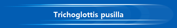 Trichoglottis pusilla