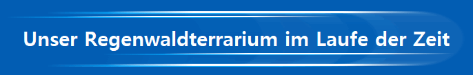 Unser Regenwaldterrarium im Laufe der Zeit