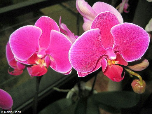 Phalaenopsis � Martin Flach