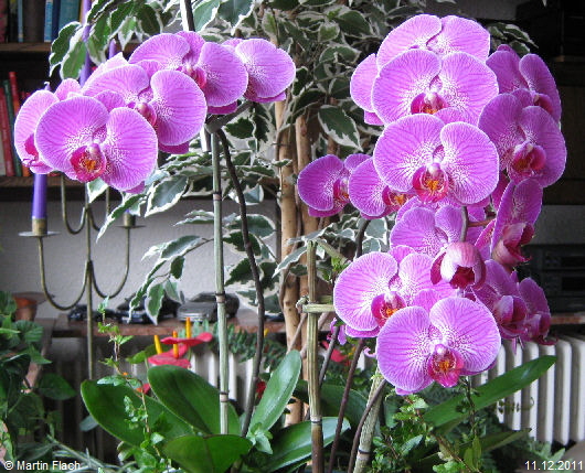 Die Original-Tauf-Orchidee �Doritaenopsis Dieter Thomas Heck� auf meiner Fensterbank � Martin Flach  