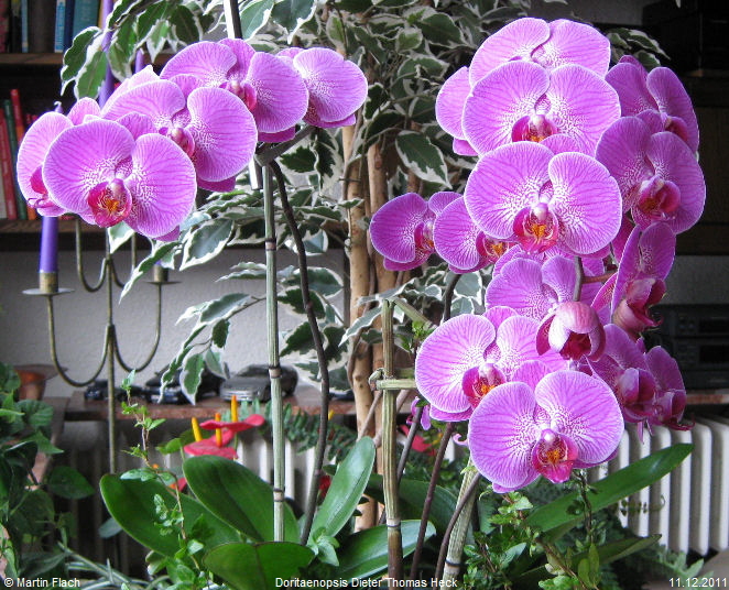 Die Original-Tauf-Orchidee �Doritaenopsis Dieter Thomas Heck�   � Martin Flach 