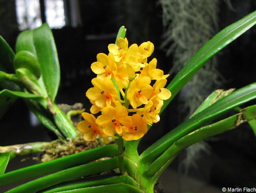 Ascocentrum-miniatum-Kai-Gold in der Orchideenvitrine  � Martin Flach