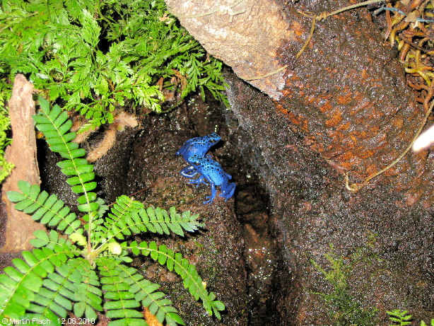 Unsere kleinen blauen 'azureus' ca. 7 Monate alt - am Bachlauf - Baumsteigerfr�sche  � Martin Flach
