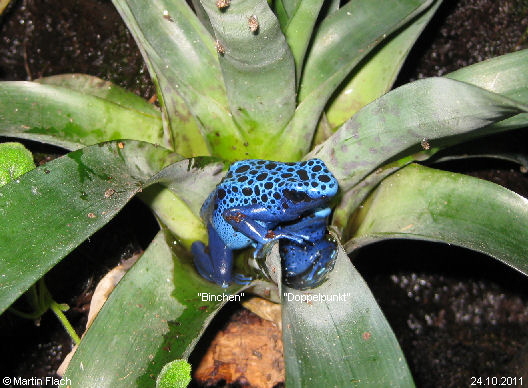 'Binchen' und 'Doppelpunkt' beim Liebesspiel in einer Bromelie � Martin Flach   - 24.10.2011 