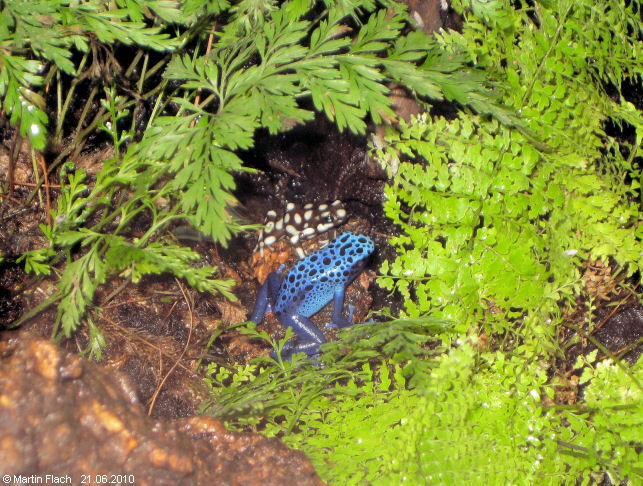 Azureus und Mysteriosus gemeinsam unter Farnen - Pfeilgiftfr�sche  � Martin Flach