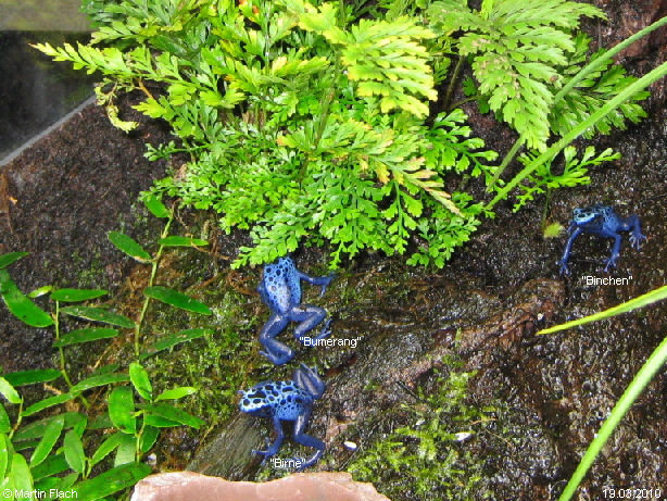 Unsere kleinen Dendrobates tinctorius azureus ca. 4 Monate alt - Baumsteigerfr�sche � Martin Flach