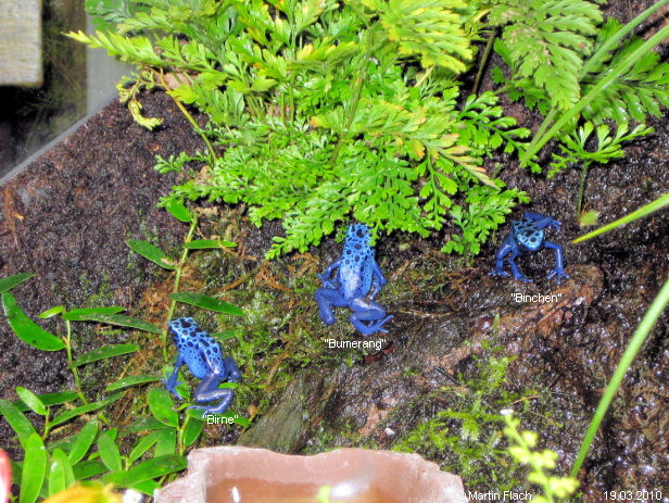 Unsere kleinen Pfeilgiftfr�schchen - Azurblaue Baumsteiger - Dendrobates tinctorius azureus ca. 4 Monate alt - Baumsteigerfr�sche � Martin Flach