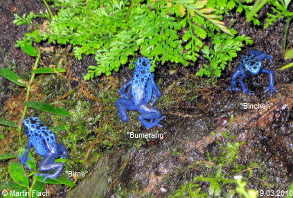 Hier eine Gruppe junger Dendrobates tinctorius 'azureus' - deutscher Name: Blauer Baumsteiger oder auch Azurblaue Baumsteiger - Pfeilgiftfrösche © Martin Flach Hier eine Gruppe junger Dendrobates tinctorius 'azureus' - deutscher Name: Blauer Baumsteiger oder auch Azurblaue Baumsteiger - Pfeilgiftfrösche © Martin Flach