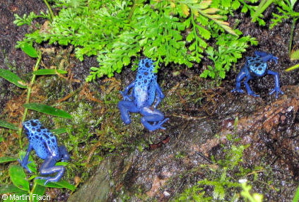 Drei unserer junger Dendrobates tinctorius 'azureus' - deutscher Name: Blauer Baumsteiger oder auch Azurblauer Baumsteiger � Martin Flach