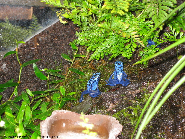 Unsere kleinen Azurblauen Baumsteiger - Dendrobates tinctorius azureus ca. 4 Monate alt - Baumsteigerfr�sche � Martin Flach