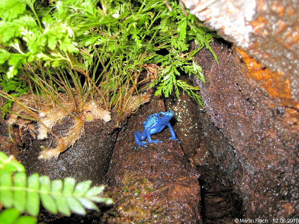 Unser kleiner Dendrobates tinctorius azureus ca. 7 Monate alt - Baumsteigerfrosch  � Martin Flach