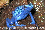 Dendrobates tinctorius azureus in unserem Regenwaldterrarium  - Orchideenvitrine � Martin Flach