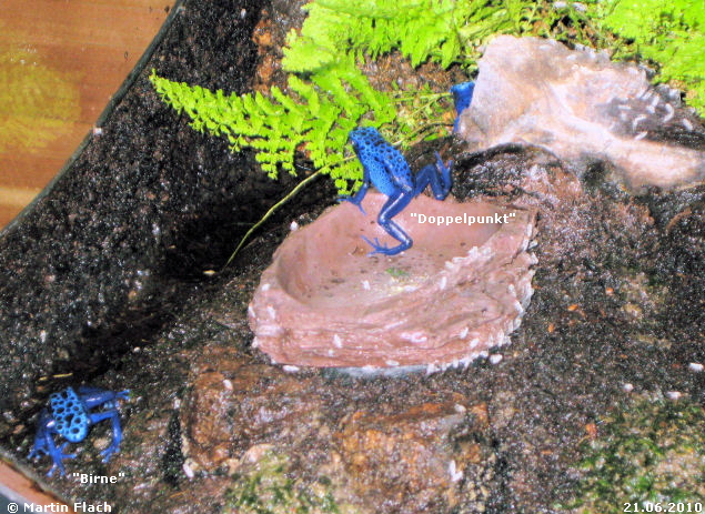 Unsere Azureus ca. 7 Monate alt - Baumsteigerfr�sche � Martin Flach