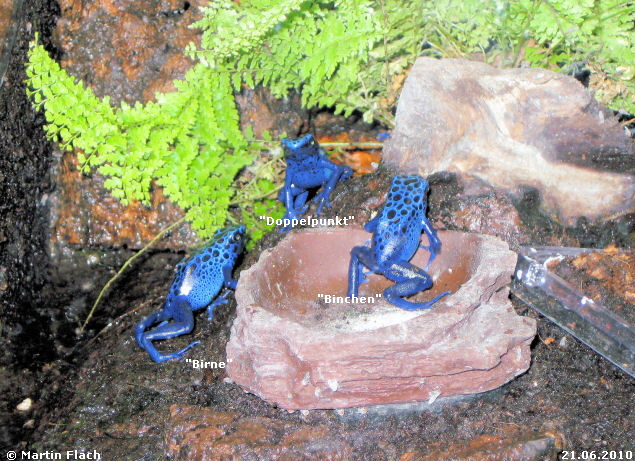Unsere azurblauen Fr�schchen sind hier ca. 7 Monate alt - Pfeilgiftfr�sche � Martin Flach