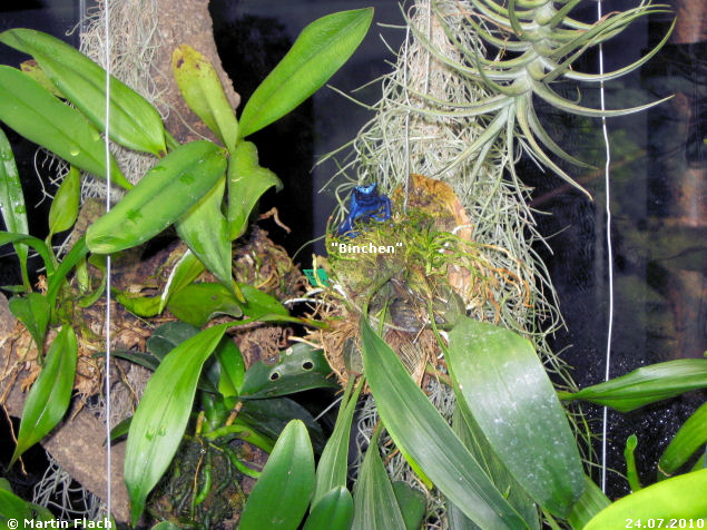 Einer unserer 'Azureus' oben auf dem Epiphytenstamm  � Martin Flach
