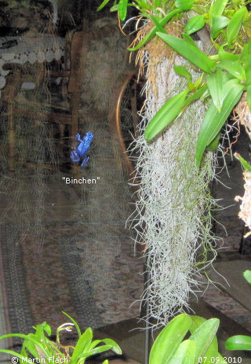 Einer unserer 'Azureus' an der Seitenscheibe � Martin Flach