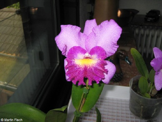 Cattleya-Tim-Treasure-�hnlich in der Orchideenvitrine � Martin Flach