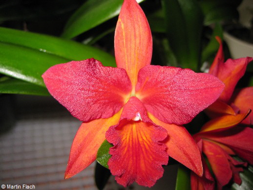 Cattleya-SLC-Jewel_Box-Scheherazade in der Orchideenvitrine � Martin Flach