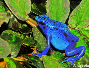 http://de.wikipedia.org/wiki/Dendrobates_tinctorius_azureus  Foto: Michael G�bler