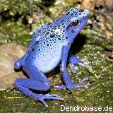 http://www.dendrobase.de/index.php?gattung=Dendrobates&art=tinctorius&id=12220 Foto: Thorsten Mahn