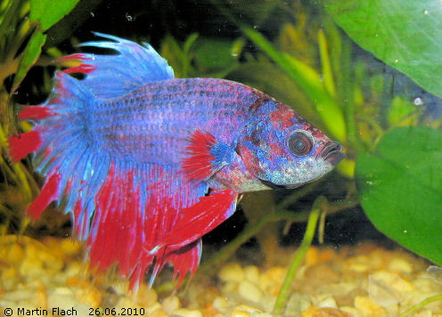 Schleierkampffisch Betta splendens © Martin Flach Schleierkampffisch Betta splendens © Martin Flach