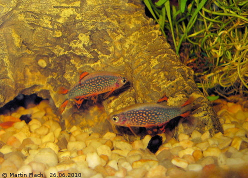 Perlhuhnbärblinge (Danio Margaritatus), früher Galaxybärblinge genannt, aus Myanmar (früher Birma) © Martin Flach Perlhuhnbärblinge (Danio Margaritatus), früher Galaxybärblinge genannt, aus Myanmar (früher Birma) © Martin Flach