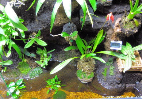 Froschteich-Areal mit niedrigem Wasserstand in unserem Regenwaldterrarium bzw. Orchideenvitrinen