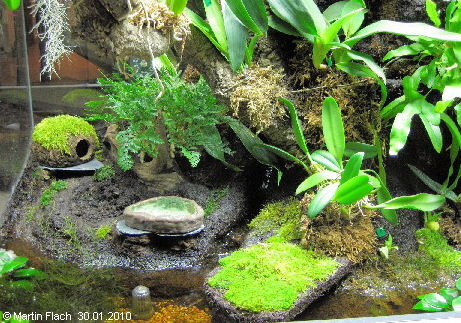 Futterplatz-Areal mit Bachlauf, Moosterrasse und Hochzeitsh�uschen in unserem Amazonas Regenwaldterrarium bzw. Orchideenvitrine