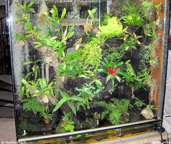 Dschungelterrarium Orchideenvitrine - Regenwaldterrarium - Paludarium am 29.05.2010 � Martin Flach