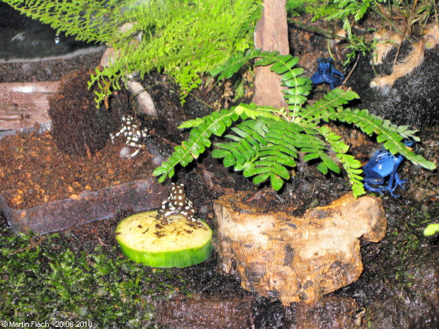 2 Azureus und 2 Mysteriosus bei der Futtersuche - Pfeilgiftfr�sche  � Martin Flach