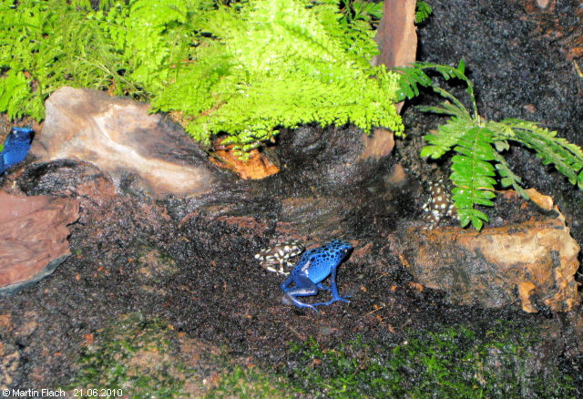 Azureus und Mysteriosus auf dem Futterplatz - Pfeilgiftfr�sche  � Martin Flach