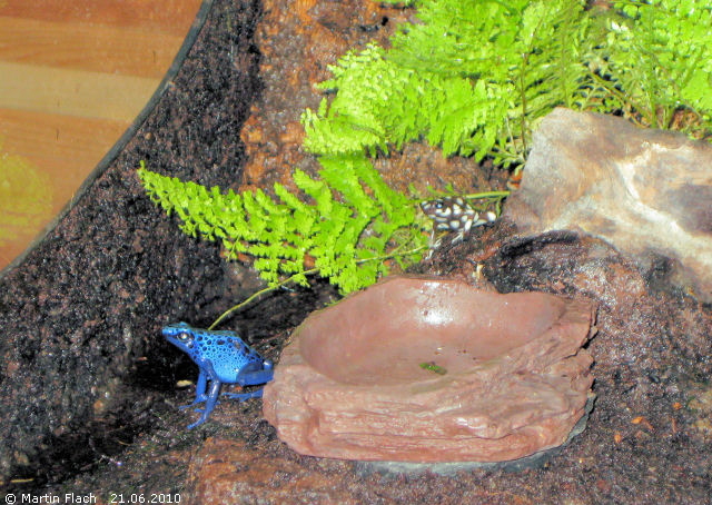 Azureus und Mysteriosus gemeinsam auf dem Futterplatz - Pfeilgiftfr�sche  � Martin Flach