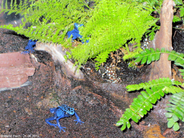 Unsere Dendrobates tinctorius azureus und Excidobates mysteriosus warten auf Futter - Pfeilgiftfr�sche  � Martin Flach