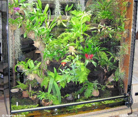 Unser Regenwaldterrarium am 05.09.2010 � Martin Flach