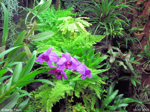 Dendrobium-Bigibbum-Mini  � Martin Flach