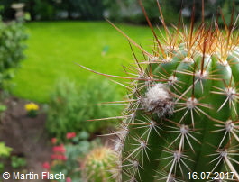 Mein Kaktus - Trichocereus Echinopsis huascha, aus der �Sierra de Ambato�, Catamarca, in Argentinien 16.07.2017 � Martin Flach