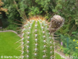Mein Kaktus - Trichocereus Echinopsis huascha, aus der �Sierra de Ambato�, Catamarca, in Argentinien 02.08.2017 � Martin Flach