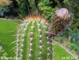 Mein Kaktus - Trichocereus Echinopsis huascha, aus der �Sierra de Ambato�, Catamarca, in Argentinien 04.08.2017 � Martin Flach