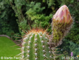 Mein Kaktus - Trichocereus Echinopsis huascha, aus der �Sierra de Ambato�, Catamarca, in Argentinien 05.08.2017 � Martin Flach