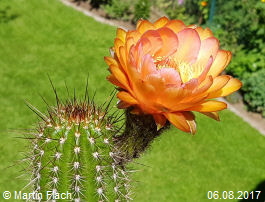 Mein Kaktus - Trichocereus Echinopsis huascha, aus der �Sierra de Ambato�, Catamarca, in Argentinien 06.08.2017 � Martin Flach