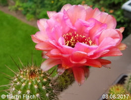 Mein Kaktus - Trichocereus Echinopsis huascha, aus der �Sierra de Ambato�, Catamarca, in Argentinien 08.08.2017 � Martin Flach