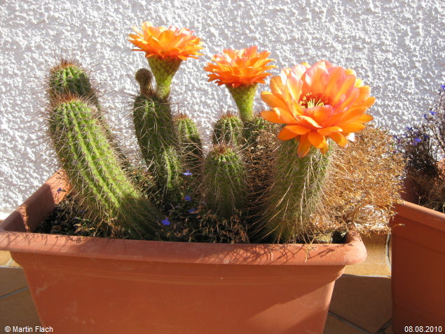Trichocereus Echinopsis huascha, aus der �Sierra de Ambato�, Catamarca, in Argentinien � Martin Flach