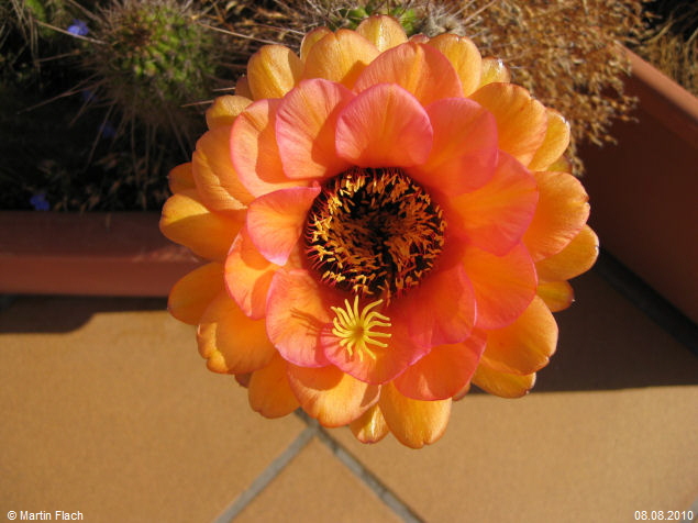 Mein Kaktus - Trichocereus Echinopsis huascha, aus der �Sierra de Ambato�, Catamarca, in Argentinien � Martin Flach