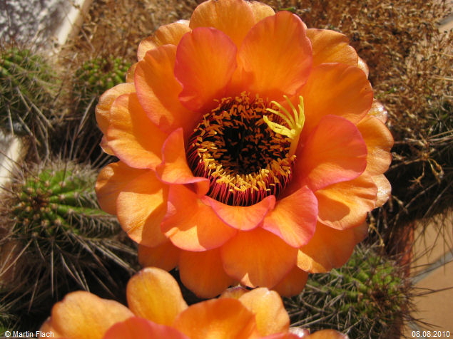 Kakteen Bl�te am 1. Tag Trichocereus Echinopsis huascha, aus der �Sierra de Ambato�, Catamarca, in Argentinien � Martin Flach