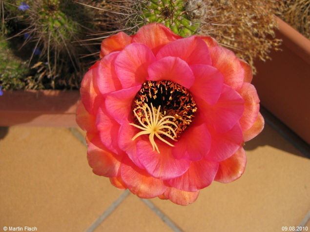 Kakteen Bl�te am 2. Tag Trichocereus Echinopsis huascha, aus der �Sierra de Ambato�, Catamarca, in Argentinien � Martin Flach