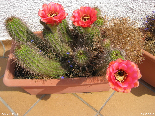 Bl�te am 2. Tag von Trichocereus Echinopsis huascha � Martin Flach